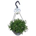 Bild von HP27 o.kl. Lobelia Pink